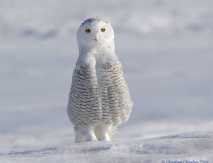 snow owl