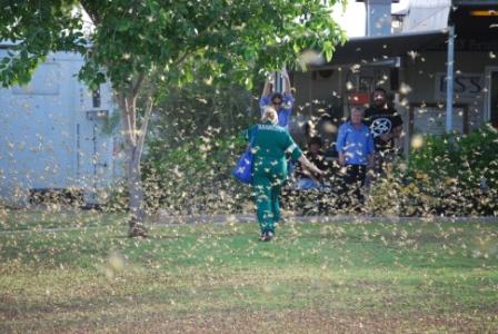 marie grasshopper plague